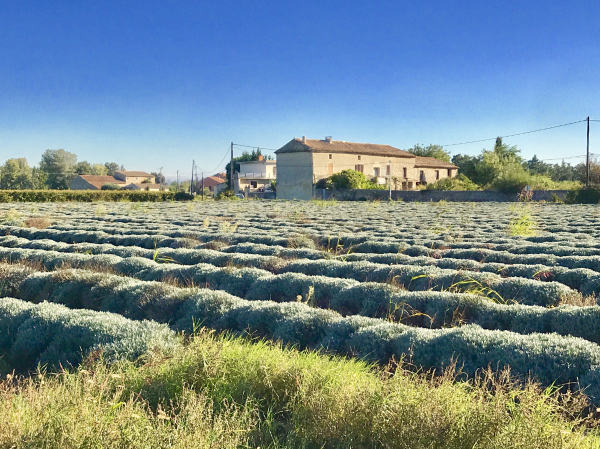 lavender field with stone barn