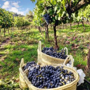 baskets of grapes with vineyard vines in the background